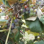 Grapes from Missouri Winery