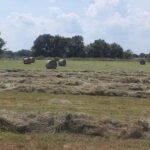 Hay Field Miller Missouri