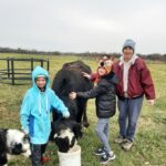 Feeding the pet Cows